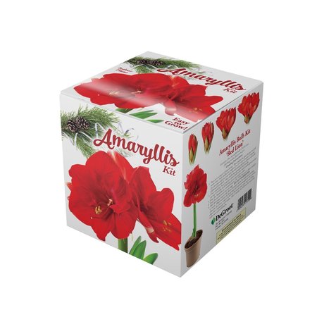 DEGROOT Amaryllis Gift Box Bulb Kit AY912A00